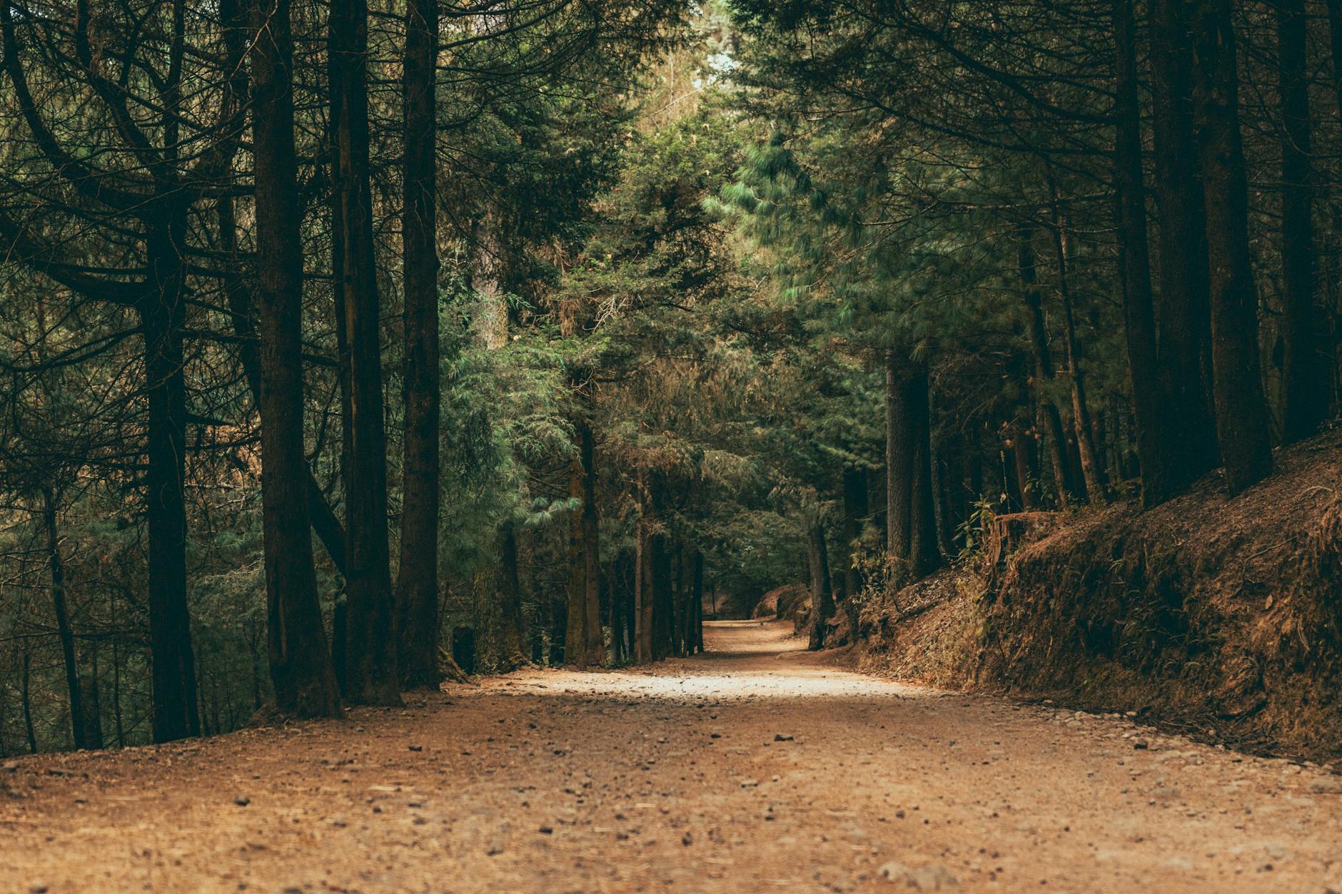 Forest path in Ciudad de Mexico
