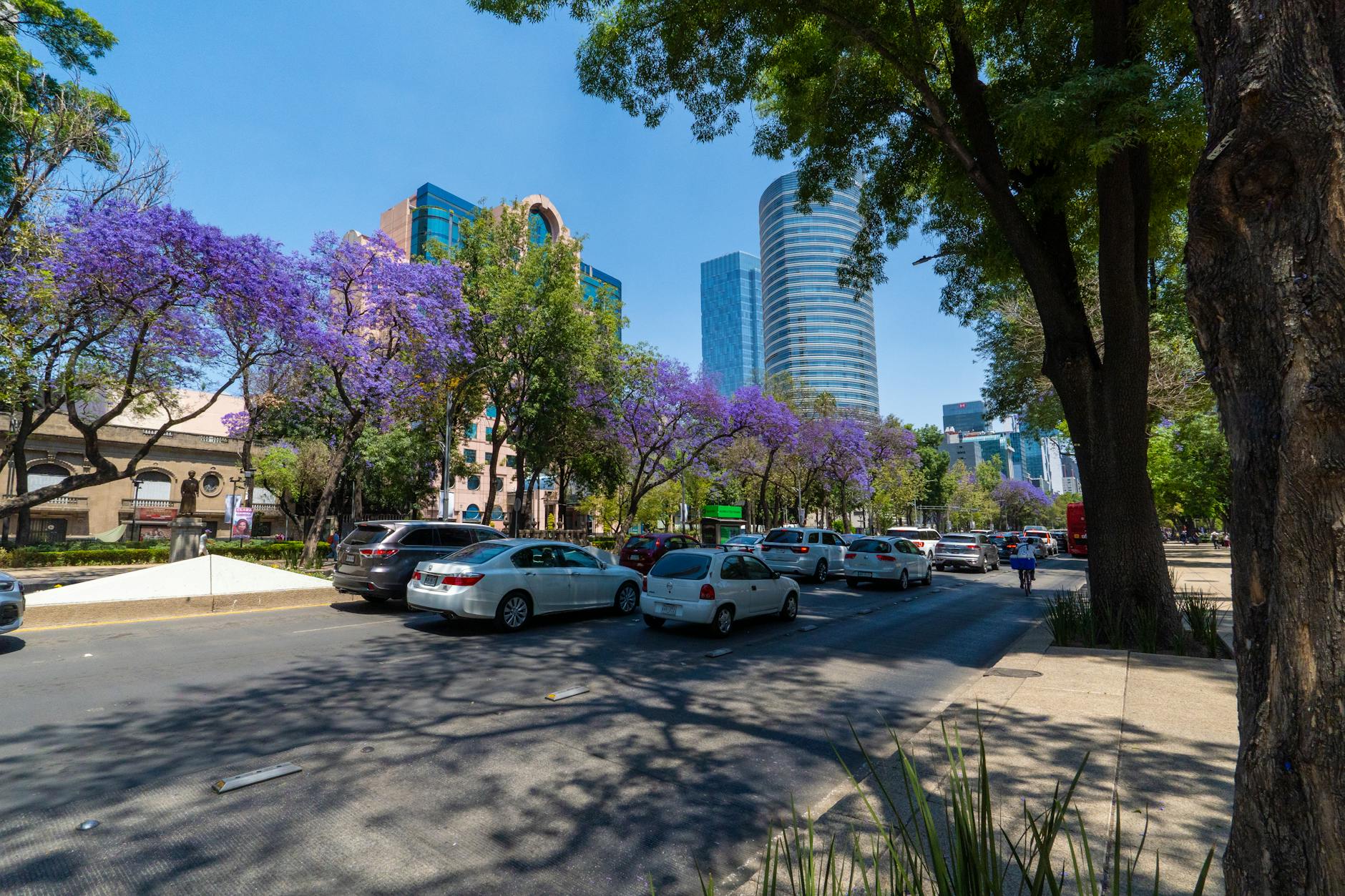 Mexico City traffic under blooming jacaranda trees