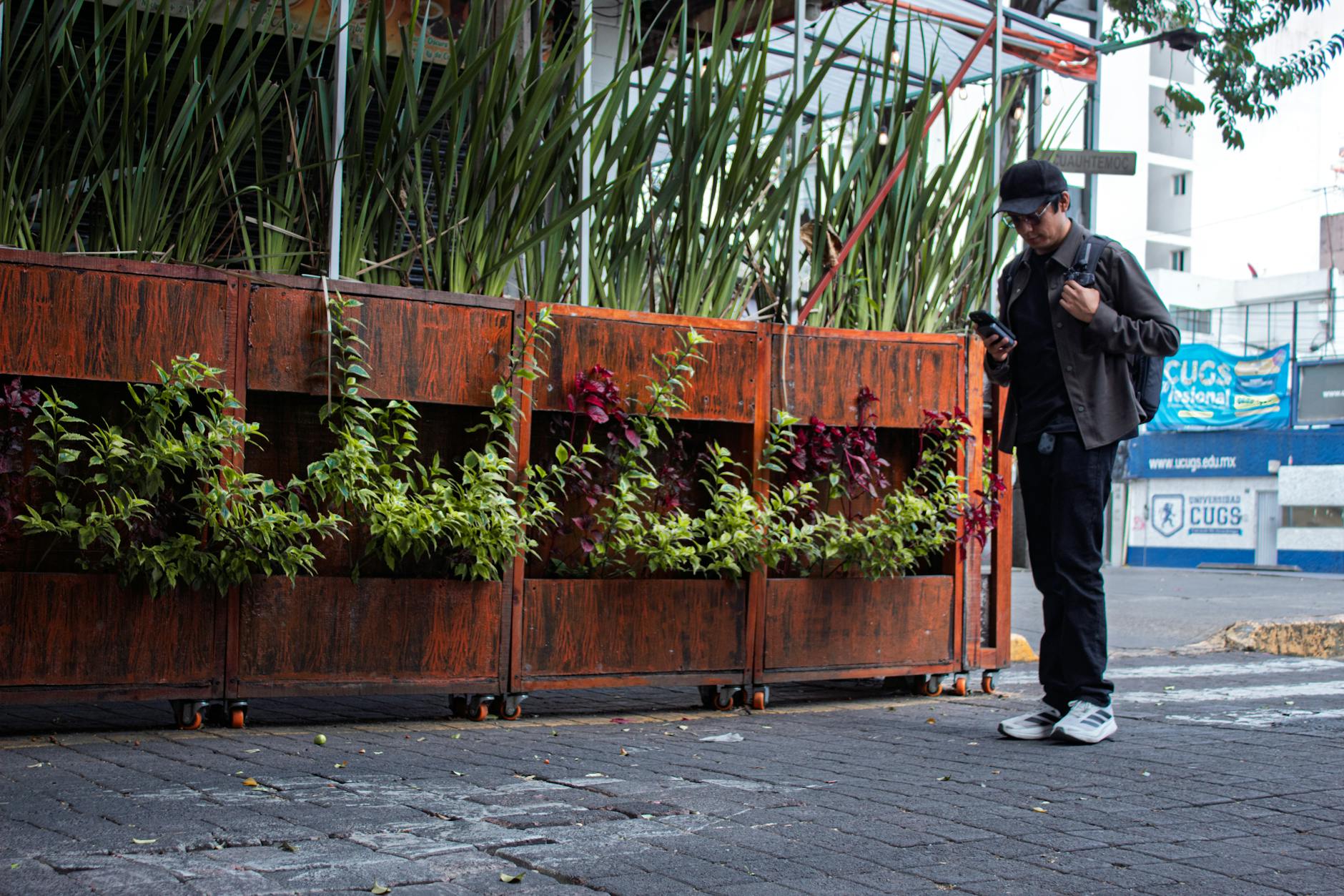Pedestrian walking along a planted Mexico City sidewalk