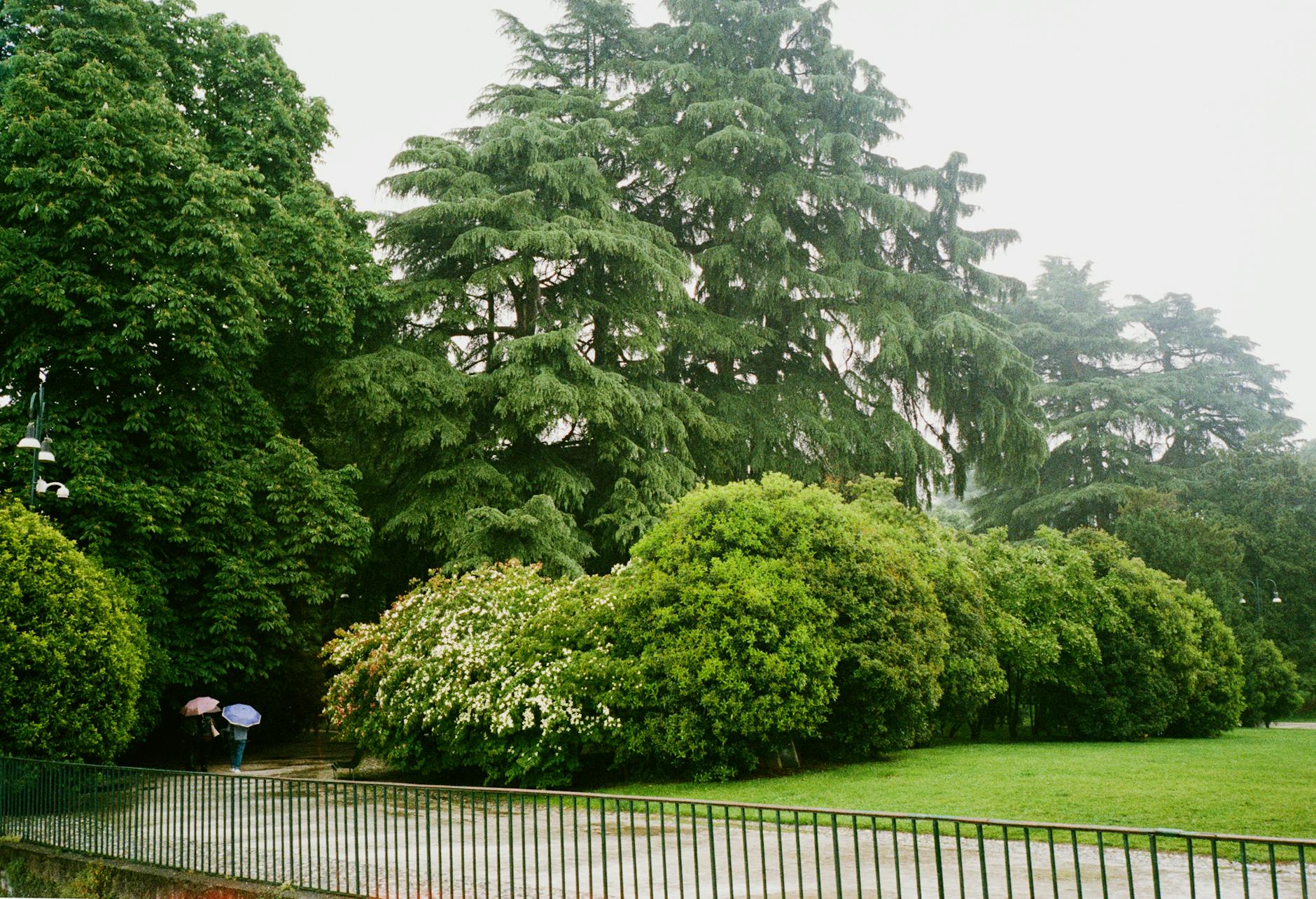 Green park walkway in Milan