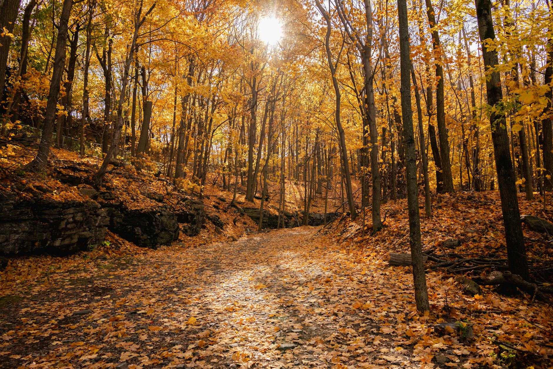 Autumn forest path in Montreal