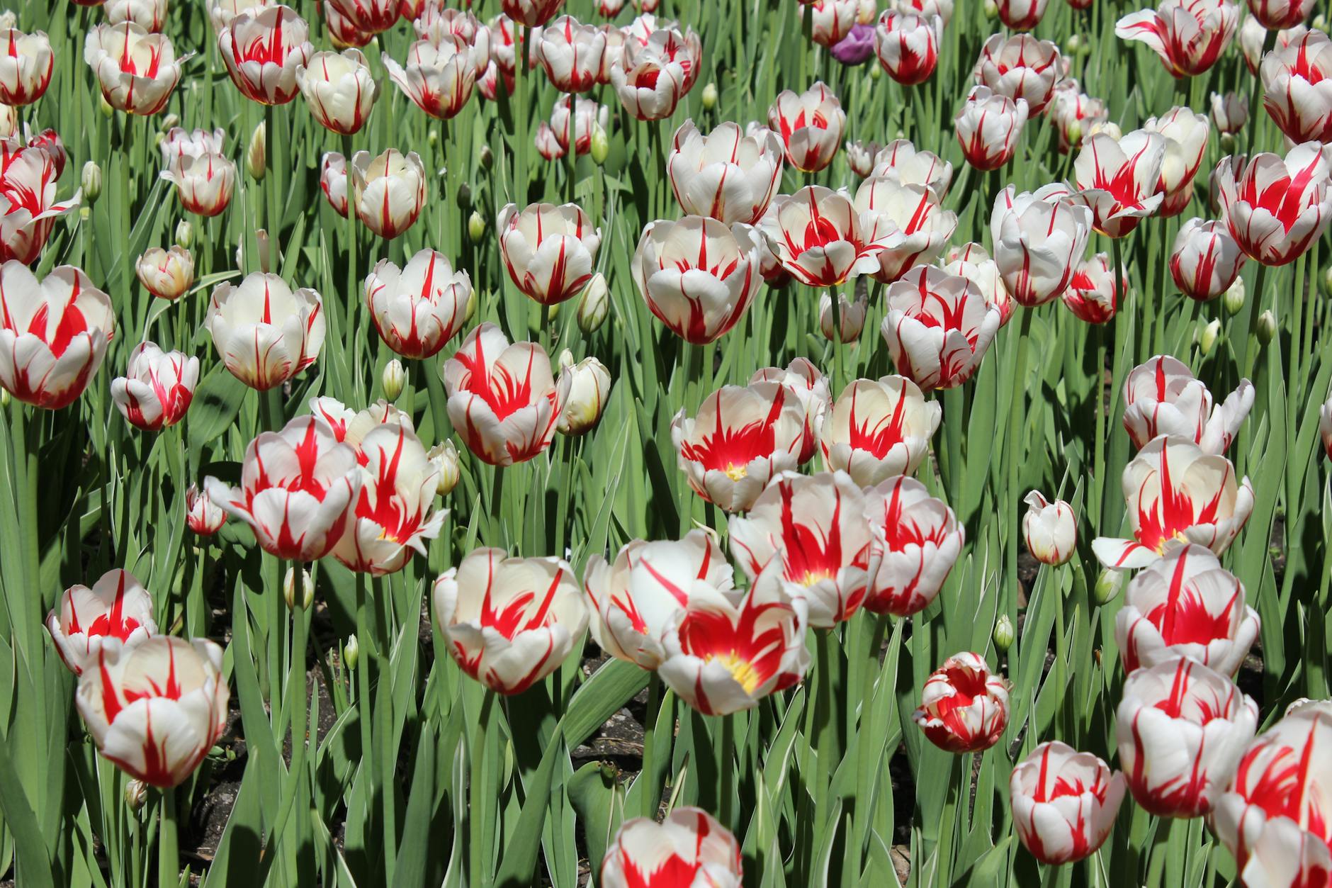 Tulips blooming in a Montreal garden