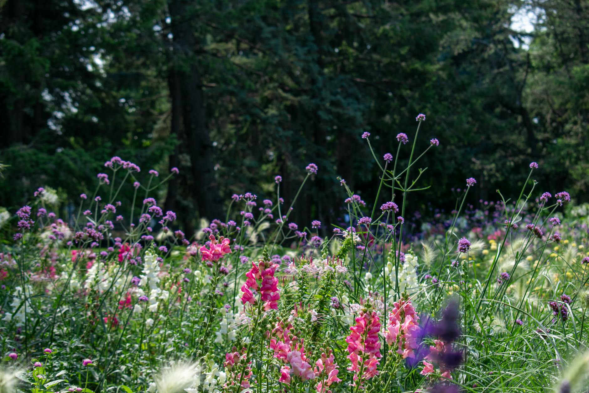 Wildflowers in a Montreal meadow