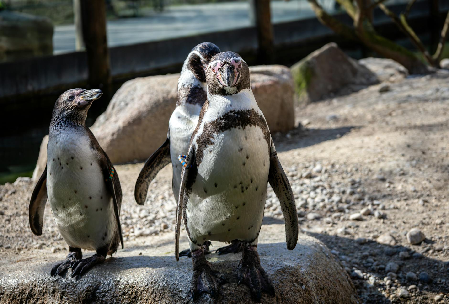 Penguins at Munich Zoo