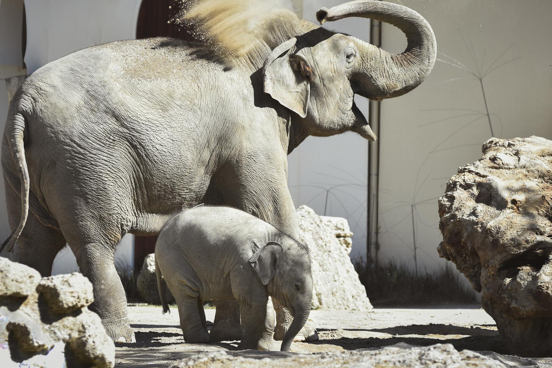 Mother and calf Asian elephants at Munich Zoo
