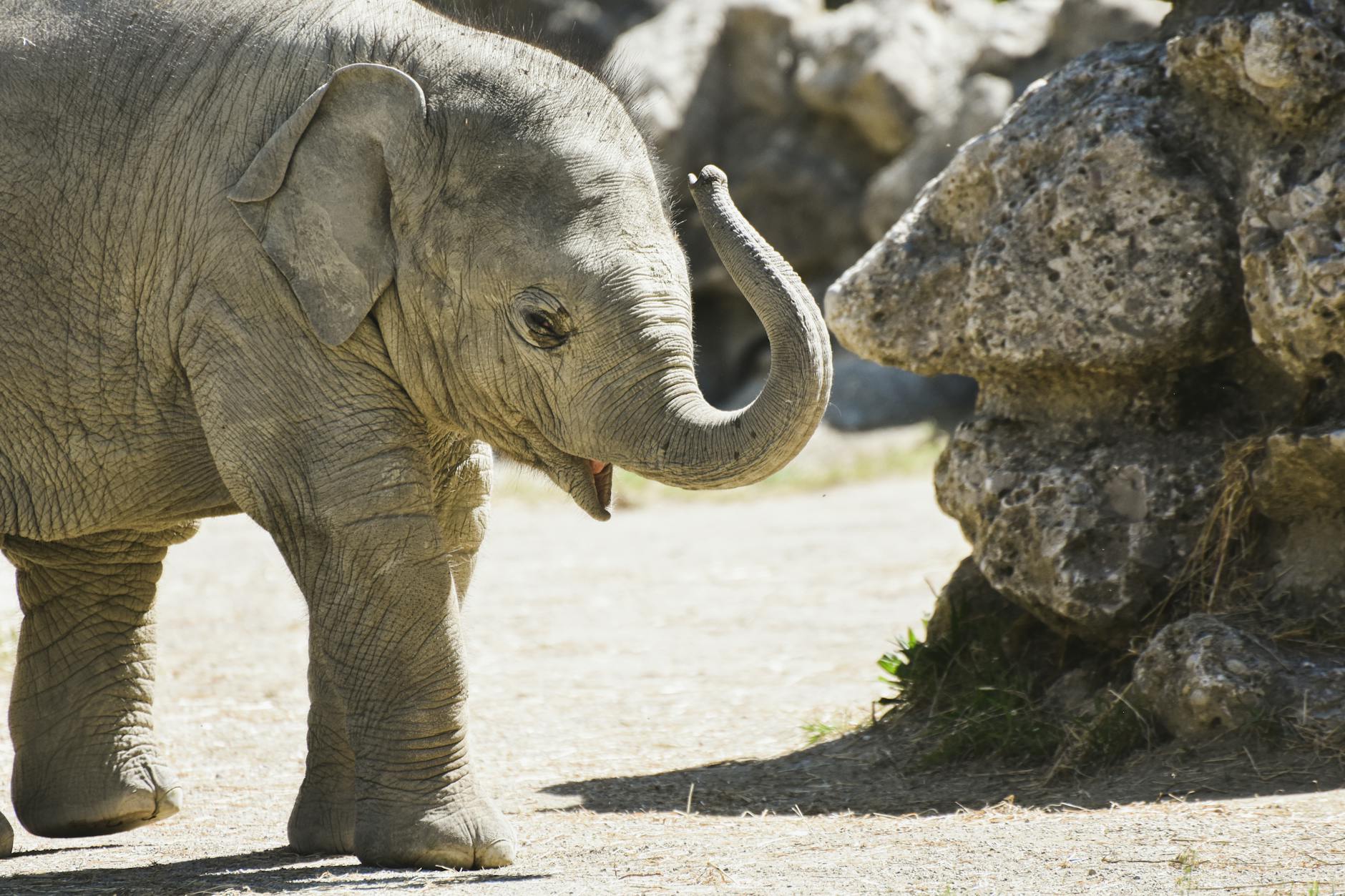 Asian elephant calf at Munich Zoo
