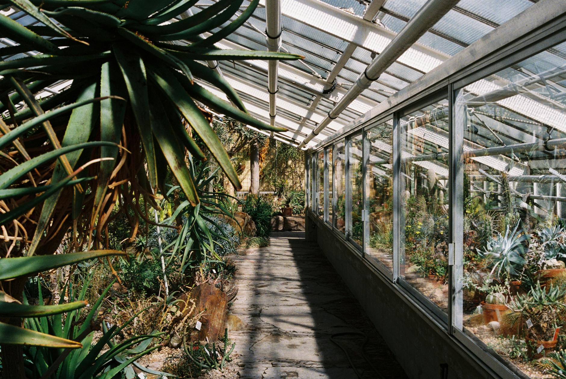 Sunlit greenhouse in Munich botanical garden