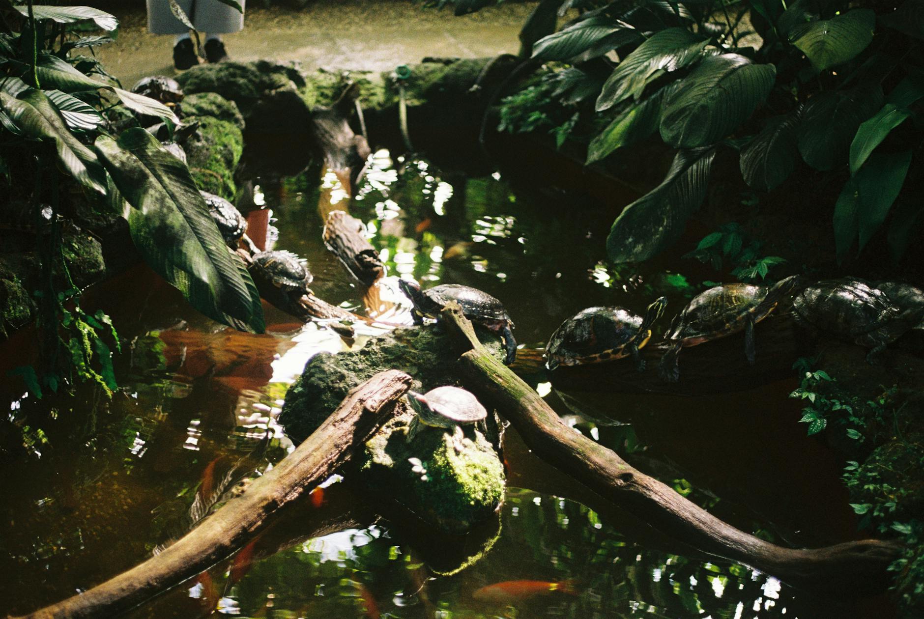 Turtles in Munich's botanical garden pond