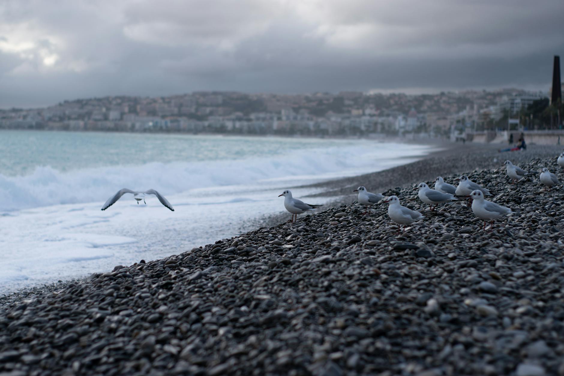 Seagulls on a pebbled beach in Nice