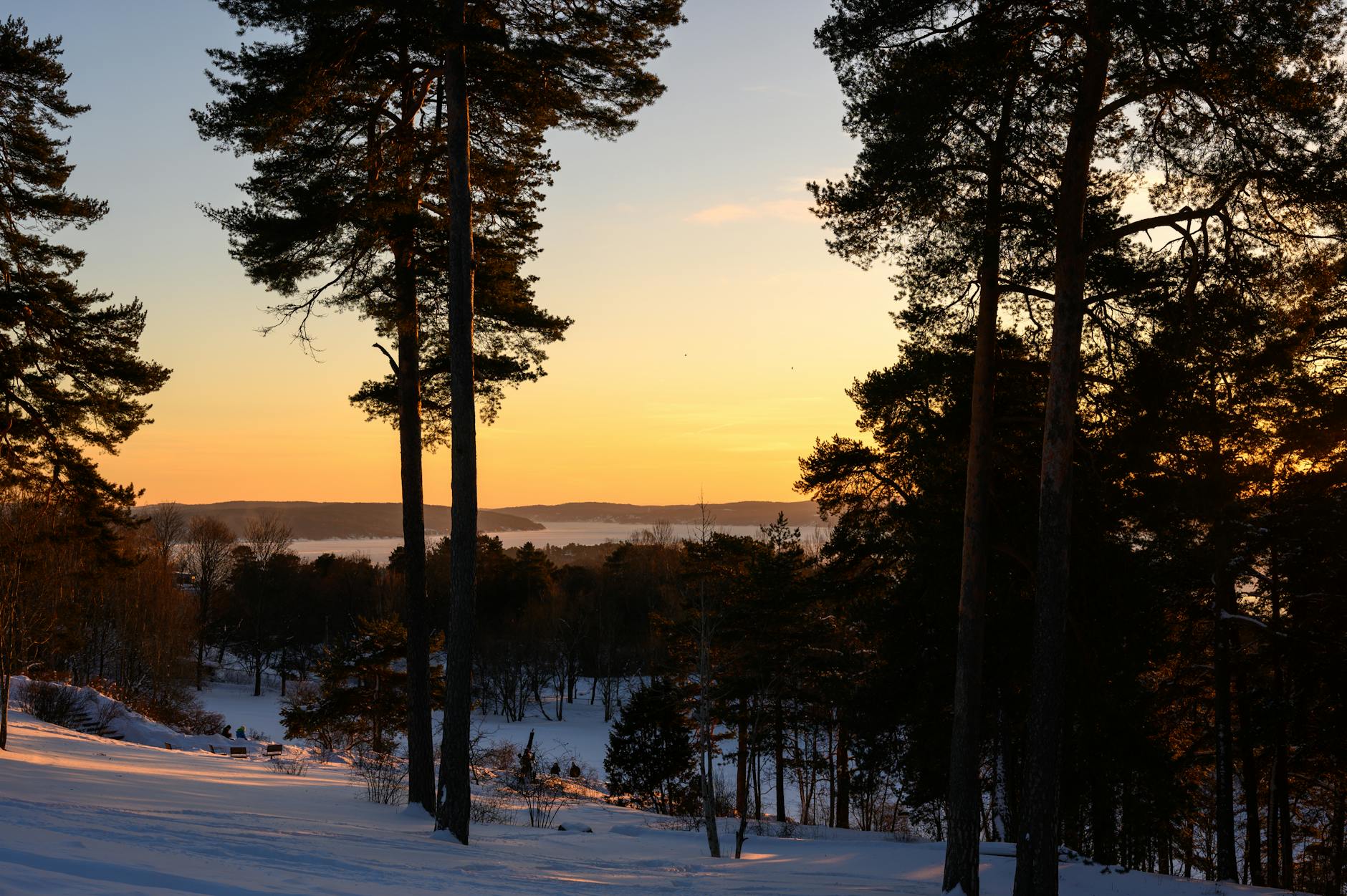 Snowy forest at sunset in Oslo
