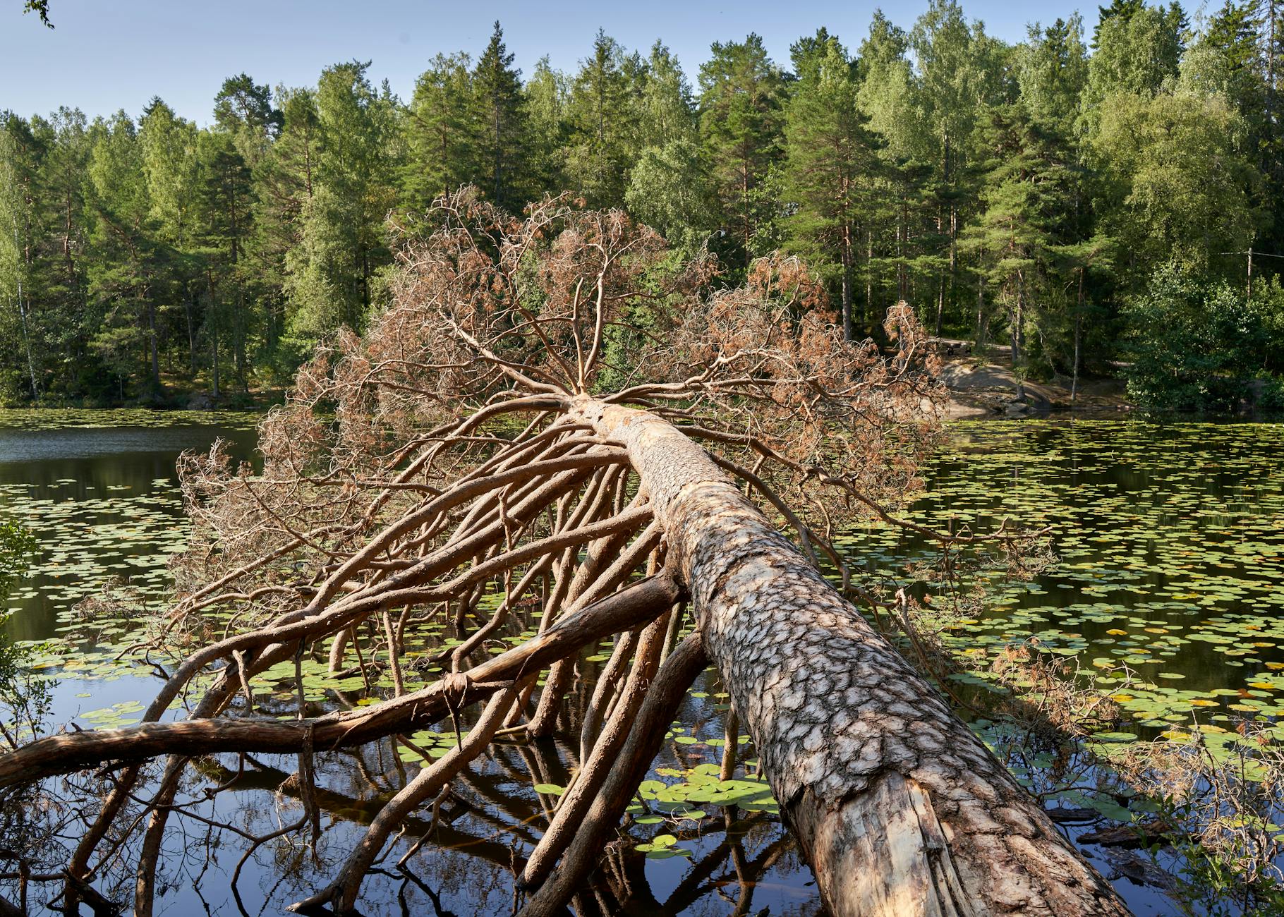 Lush forest pond in Oslo with fallen tree