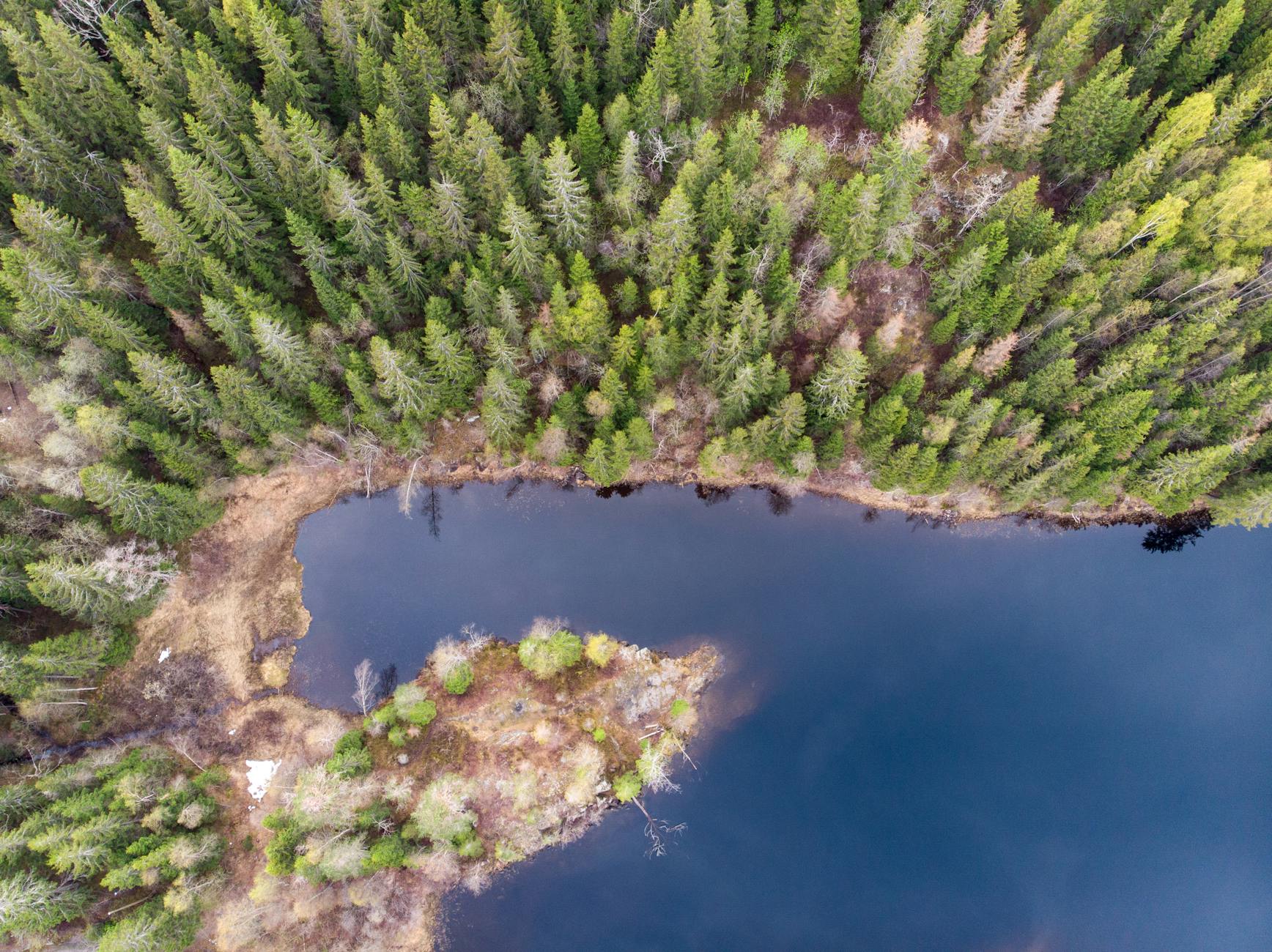 Lake surrounded by lush forest in Oslo