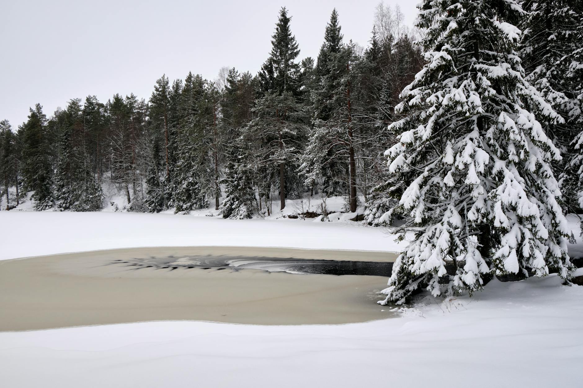 Snow-covered pine trees and frozen lake in Oslo