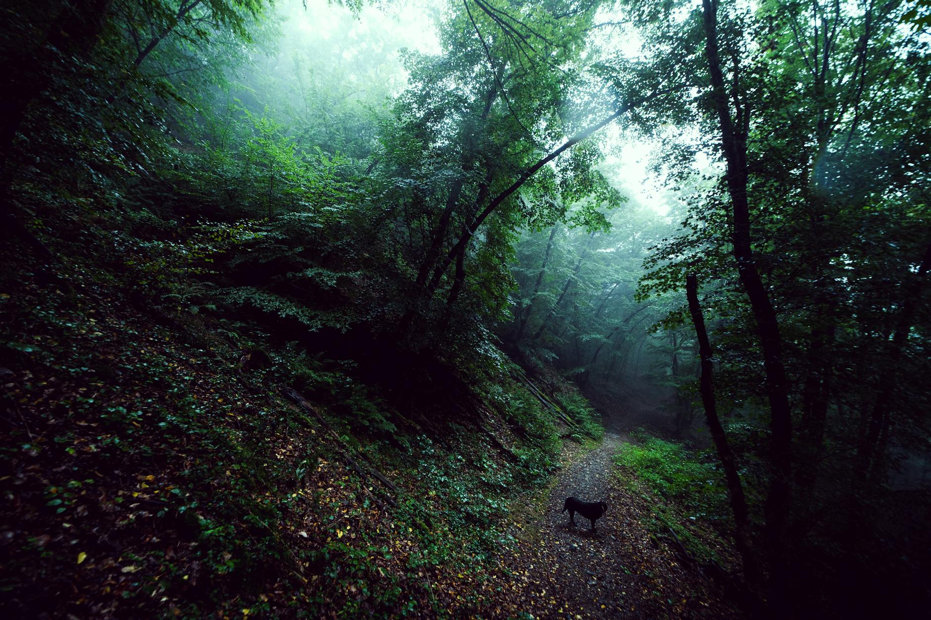 Misty forest pathway in Prague