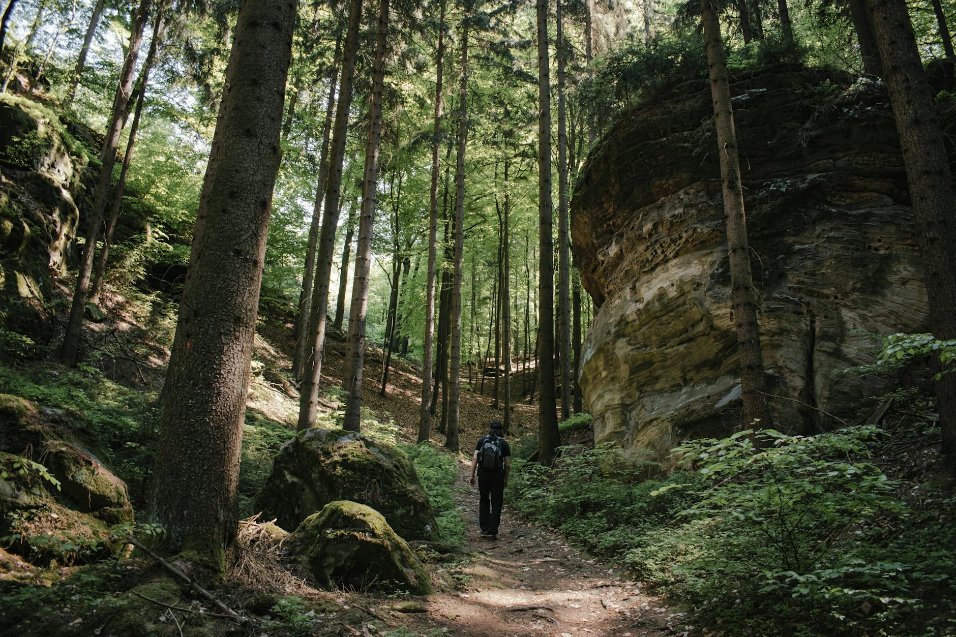 Hiker on a forest path in the Czech Republic