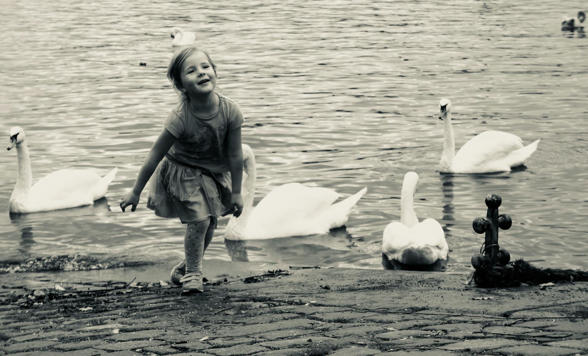 Child playing near water with swans in Prague