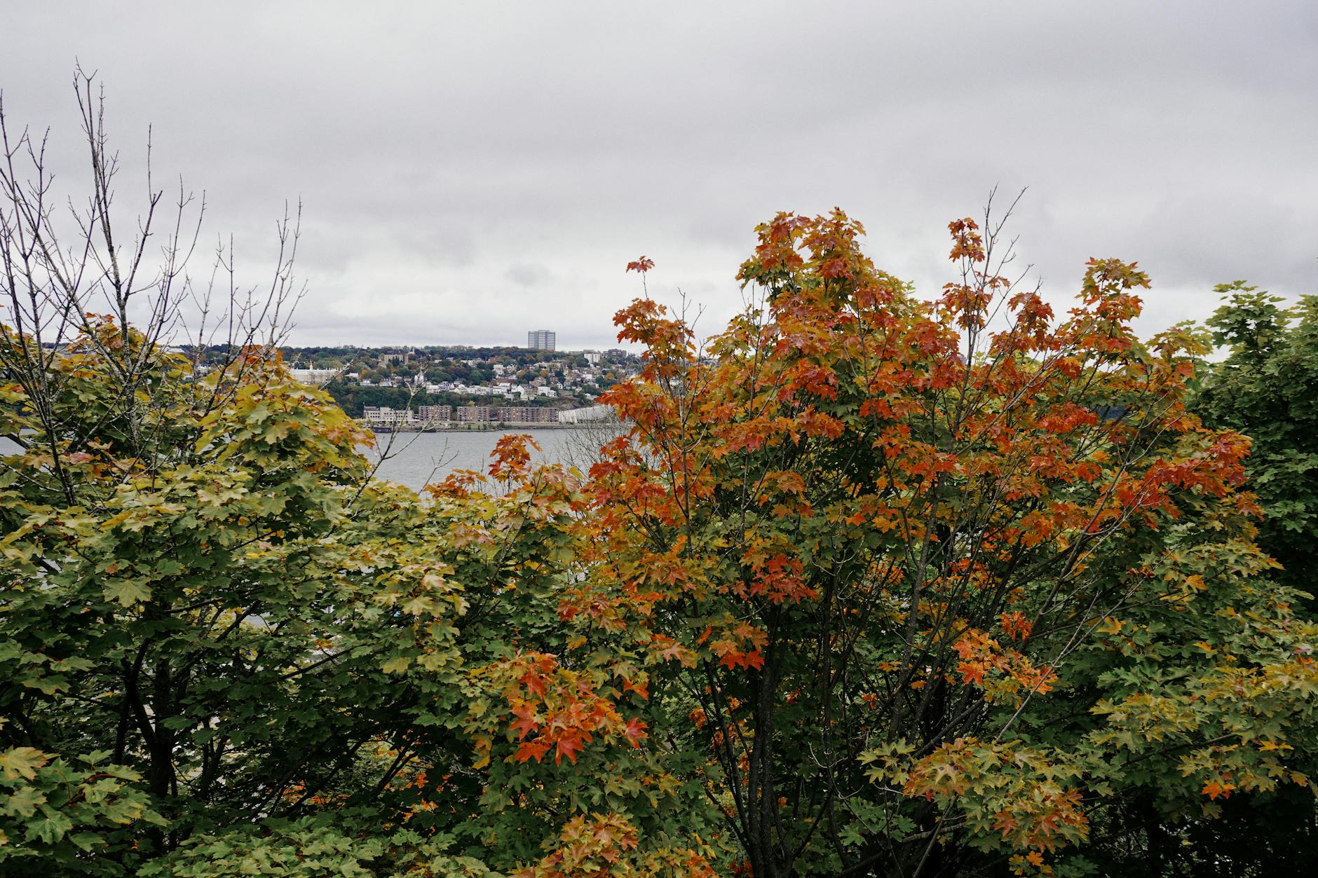 Autumn trees and Quebec City skyline