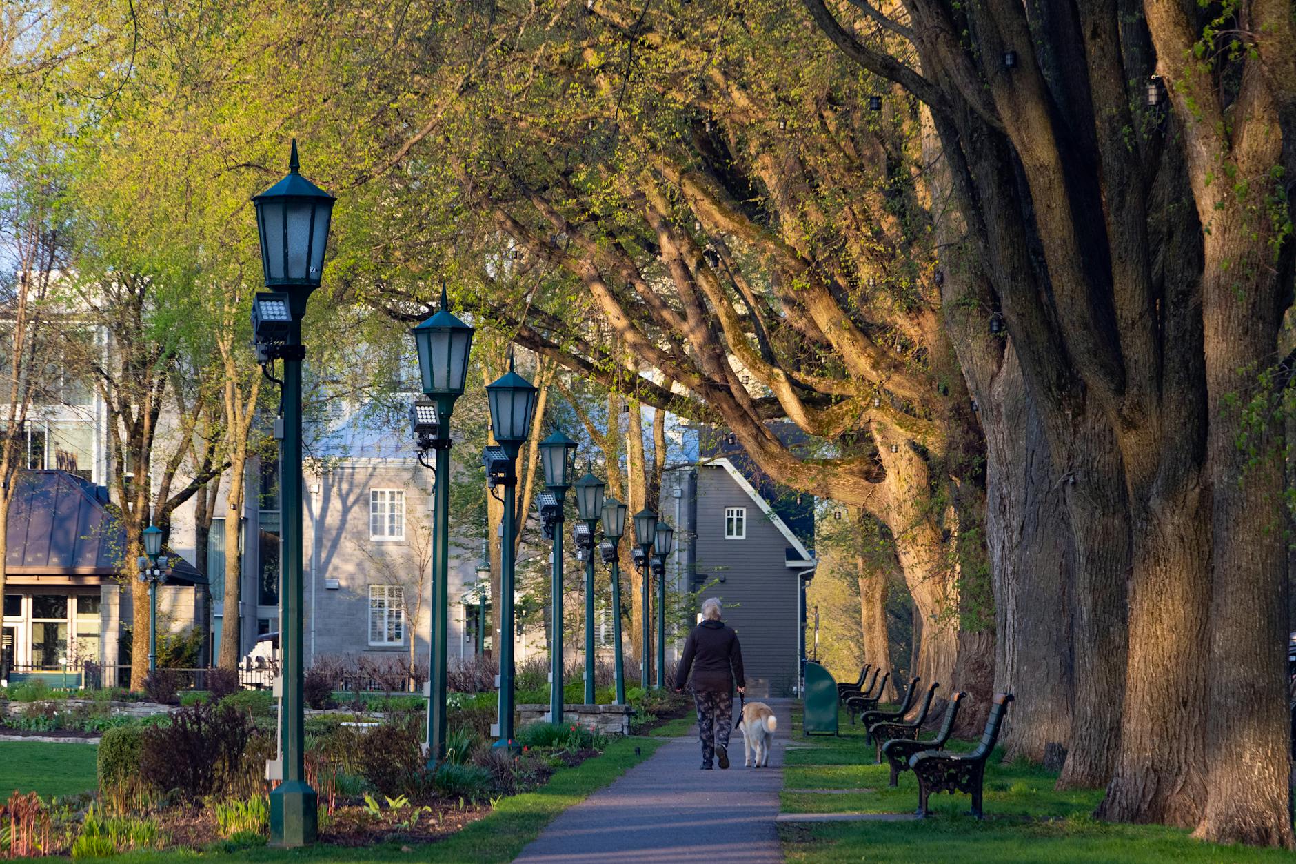 Woman walking a dog along a tree-lined path in Quebec City