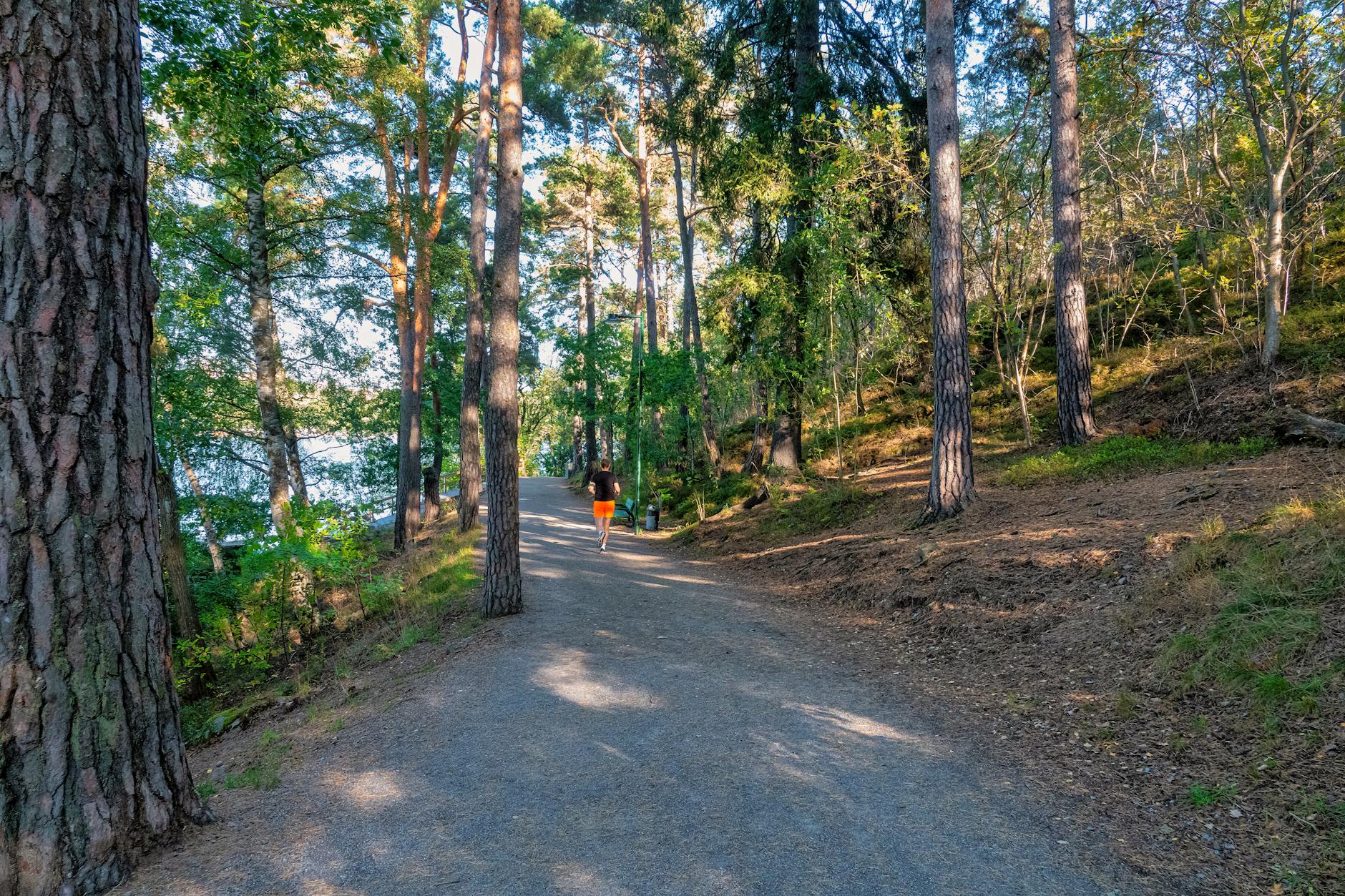Runner on a Stockholm forest path for seasonal outdoor planning.