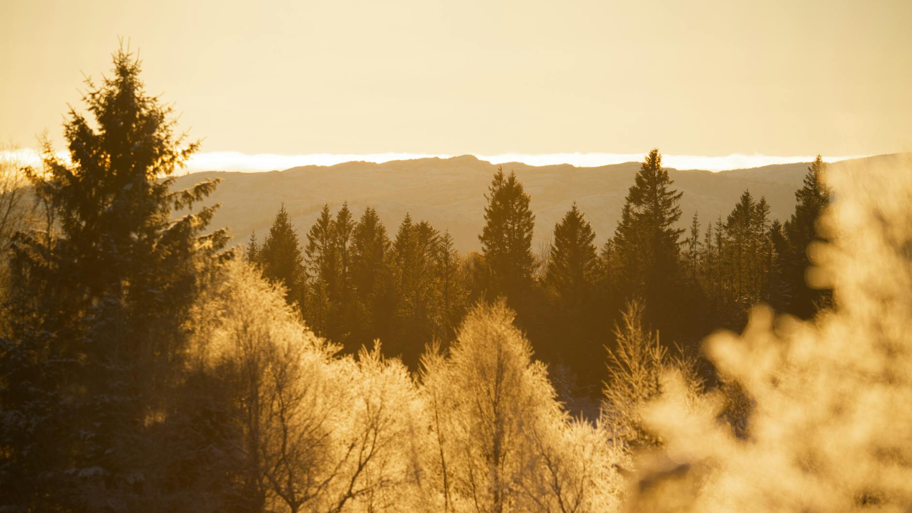 Norwegian forest light for Trondheim solo quiet-time planning.