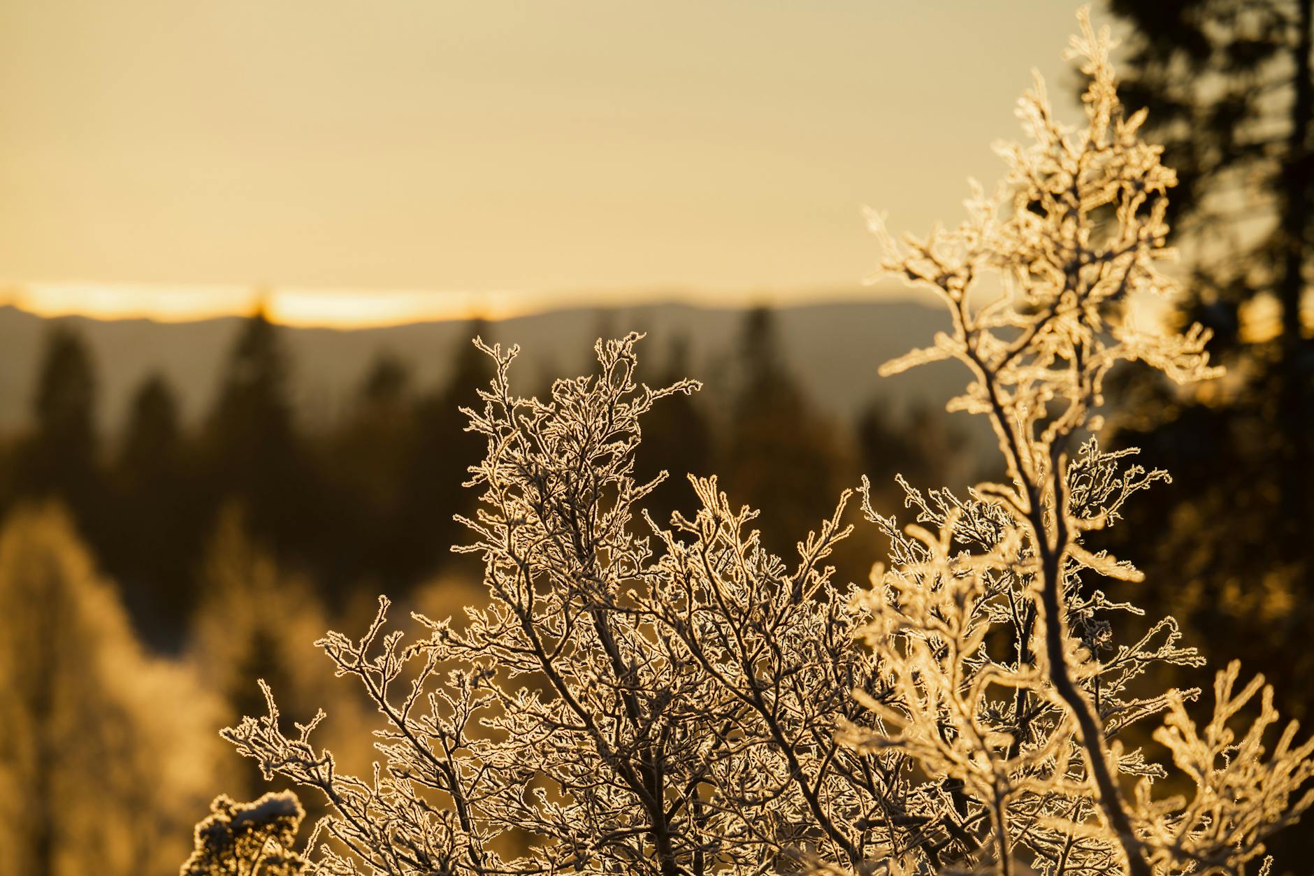 Norwegian winter detail for Trondheim health and weather comfort planning.