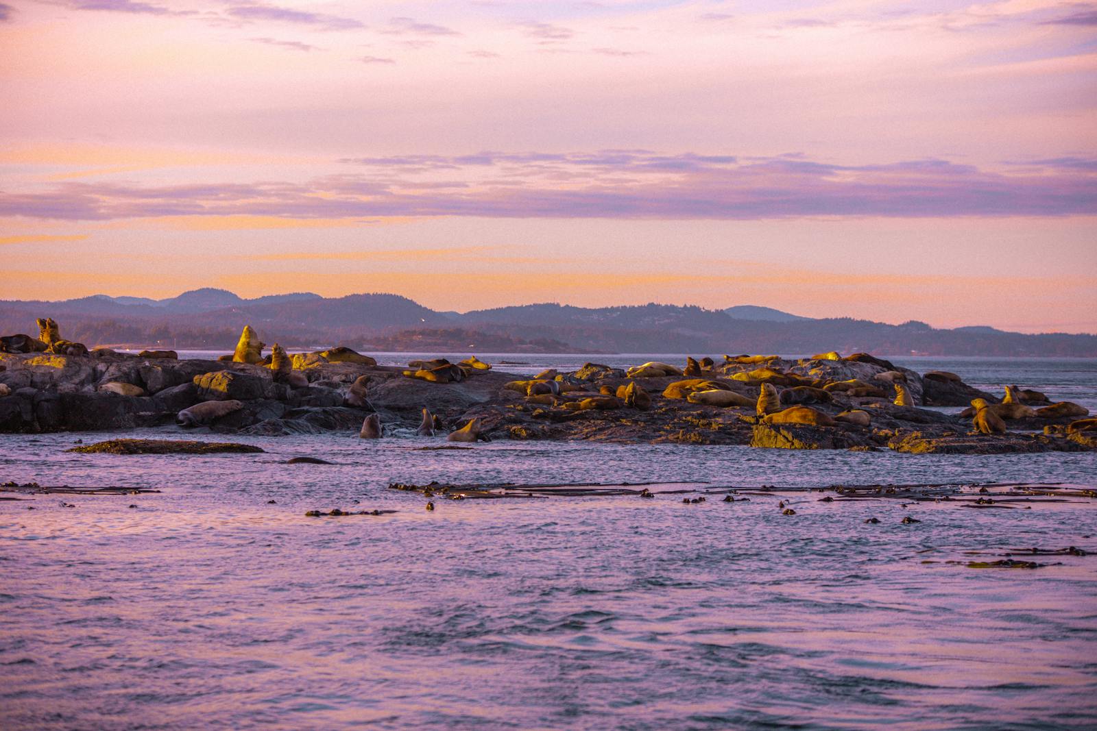 Seals bask on a rocky shore in Victoria, BC at sunset, with a tranquil sea and colorful sky.