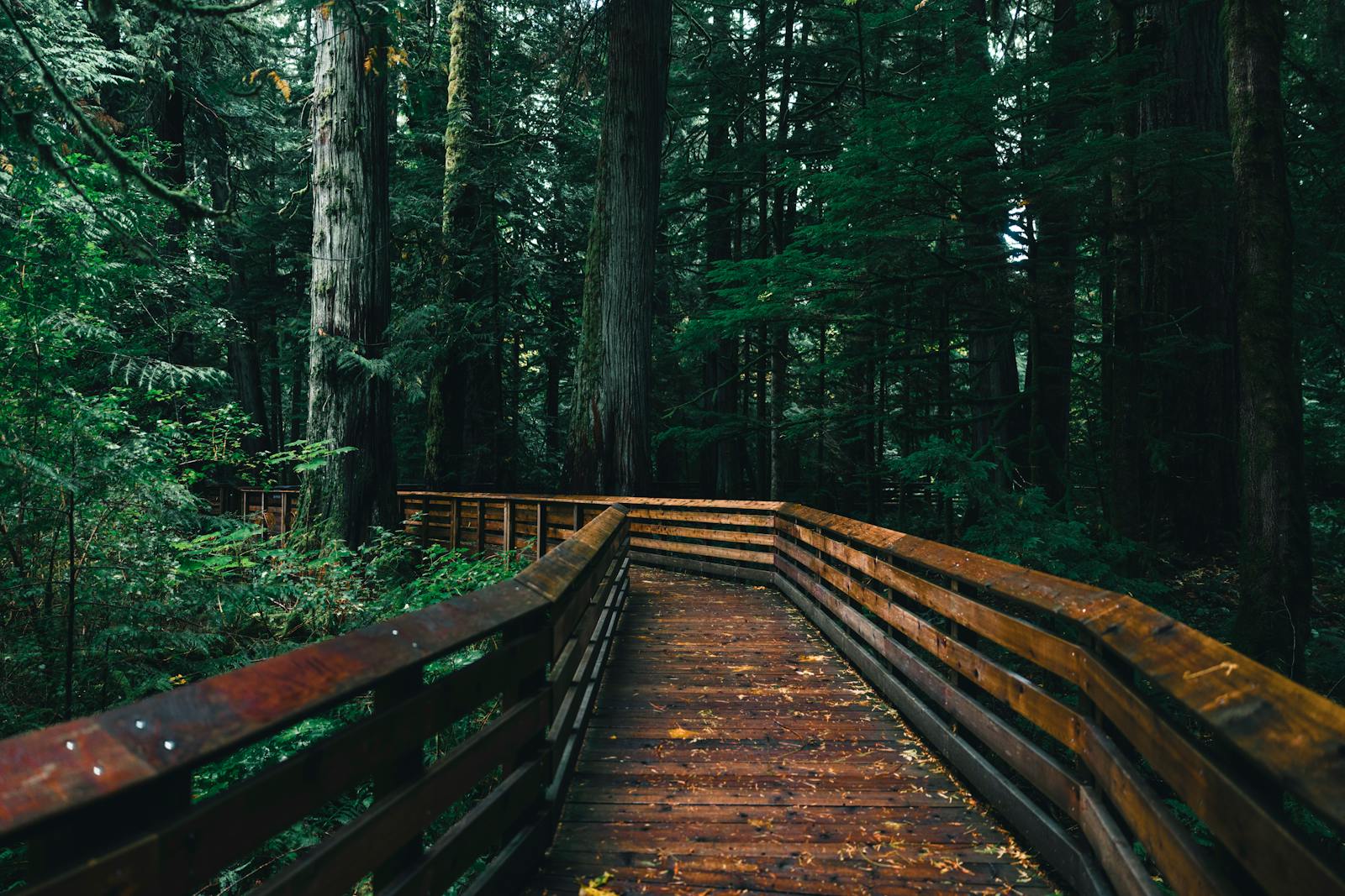 Wooden boardwalk winding through a lush forest in Tofino, BC, Canada.