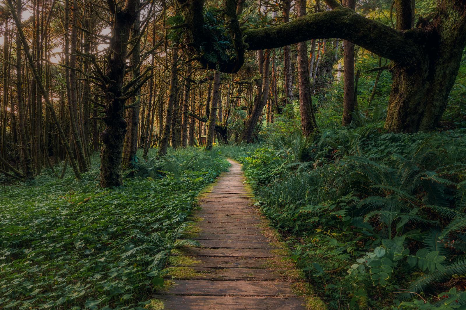 Tranquil forest path on Vancouver Island, surrounded by lush greenery and tall trees.