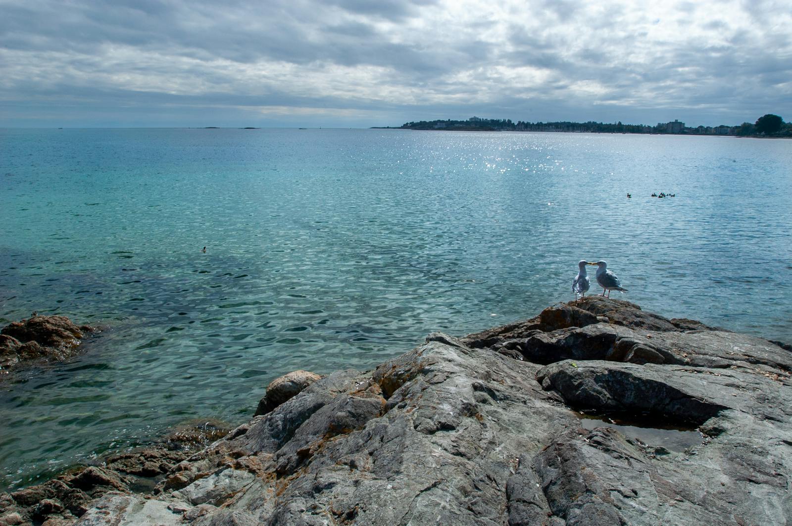 Seagulls perched on a rocky shore with a serene ocean view in Victoria, BC, under an overcast sky.