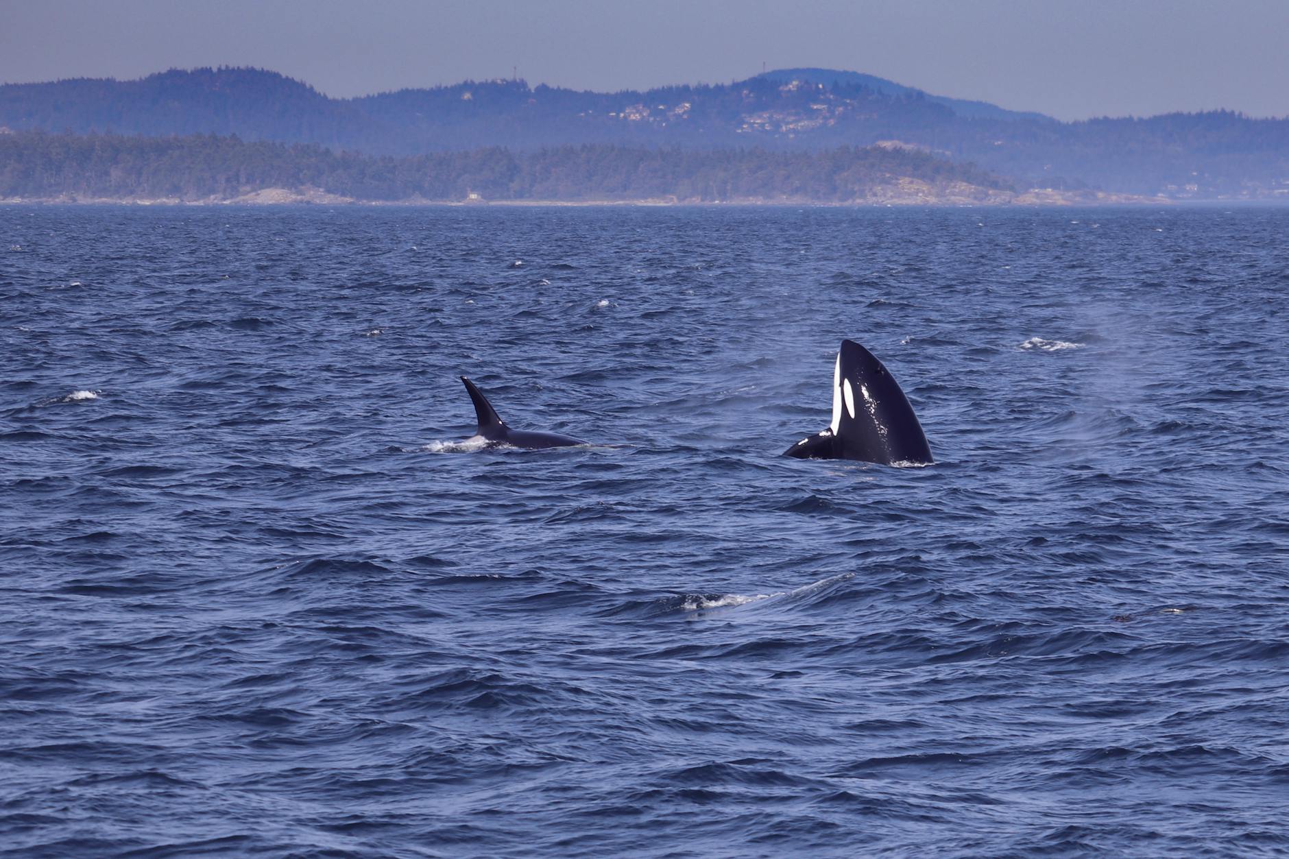 Orcas swimming near British Columbia's coastline
