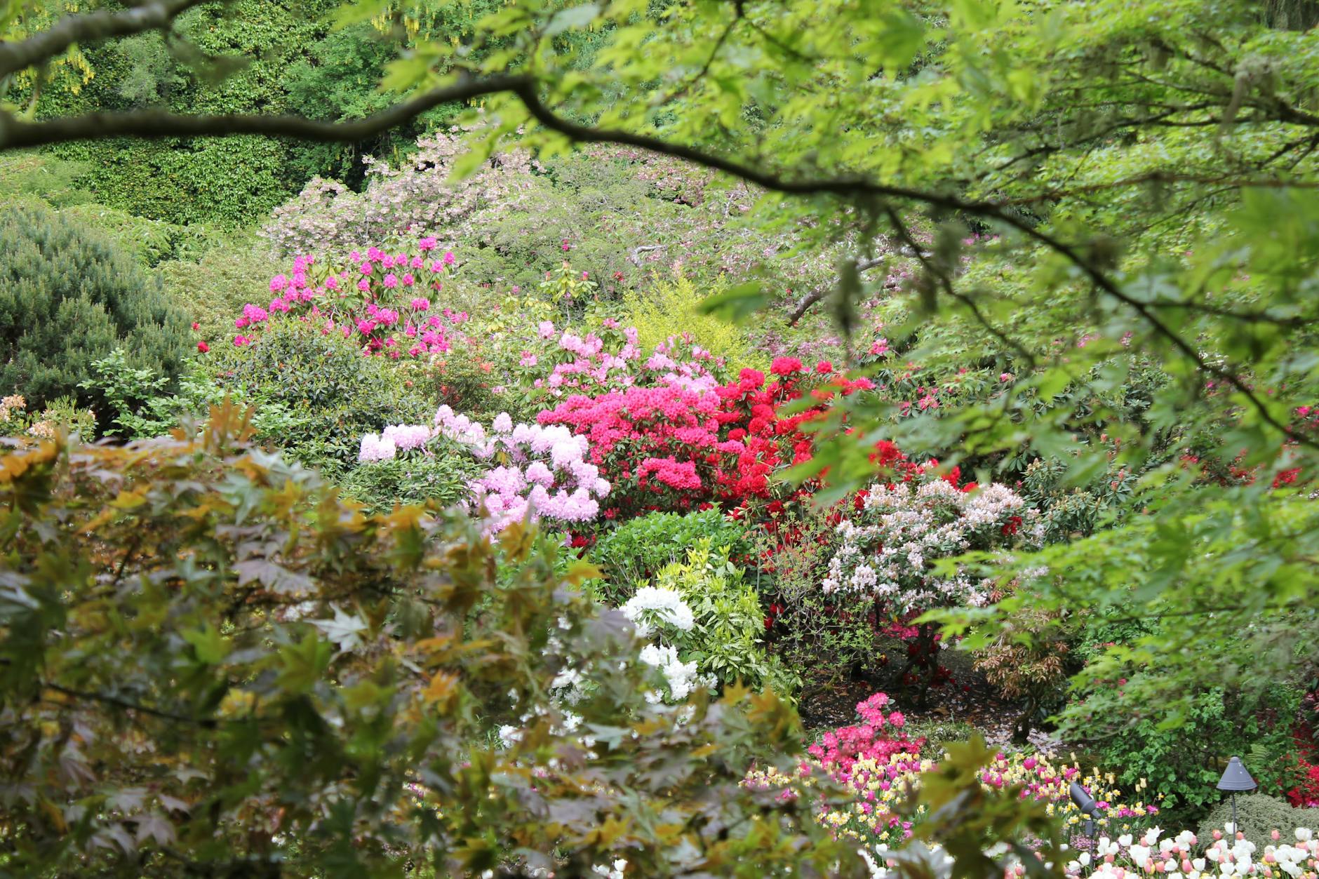 Colorful flowers in a lush garden in Victoria
