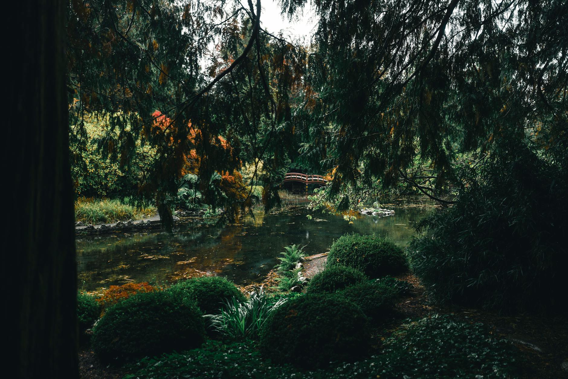 Japanese garden with a wooden bridge in Victoria