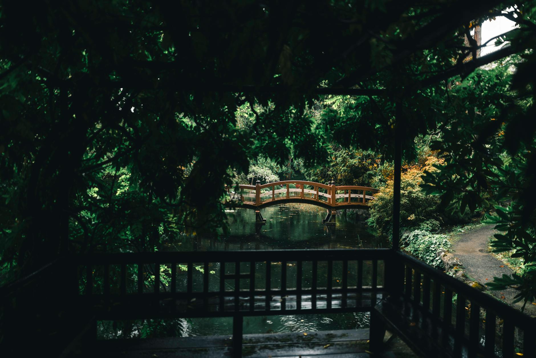Japanese garden with wooden bridge in Victoria