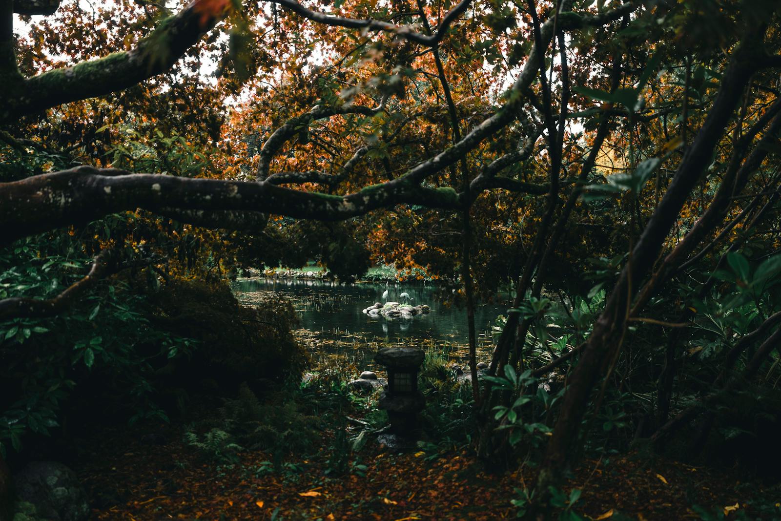 Peaceful autumn landscape at a pond in Victoria, BC - perfect for nature lovers.
