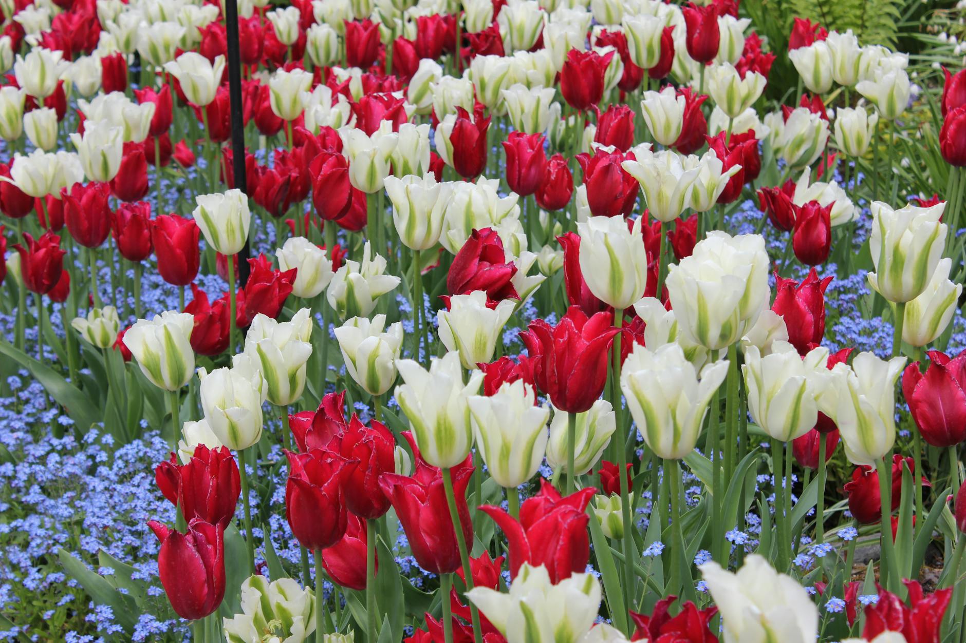 A beautiful display of red and white tulips amidst green leaves in a vibrant garden.