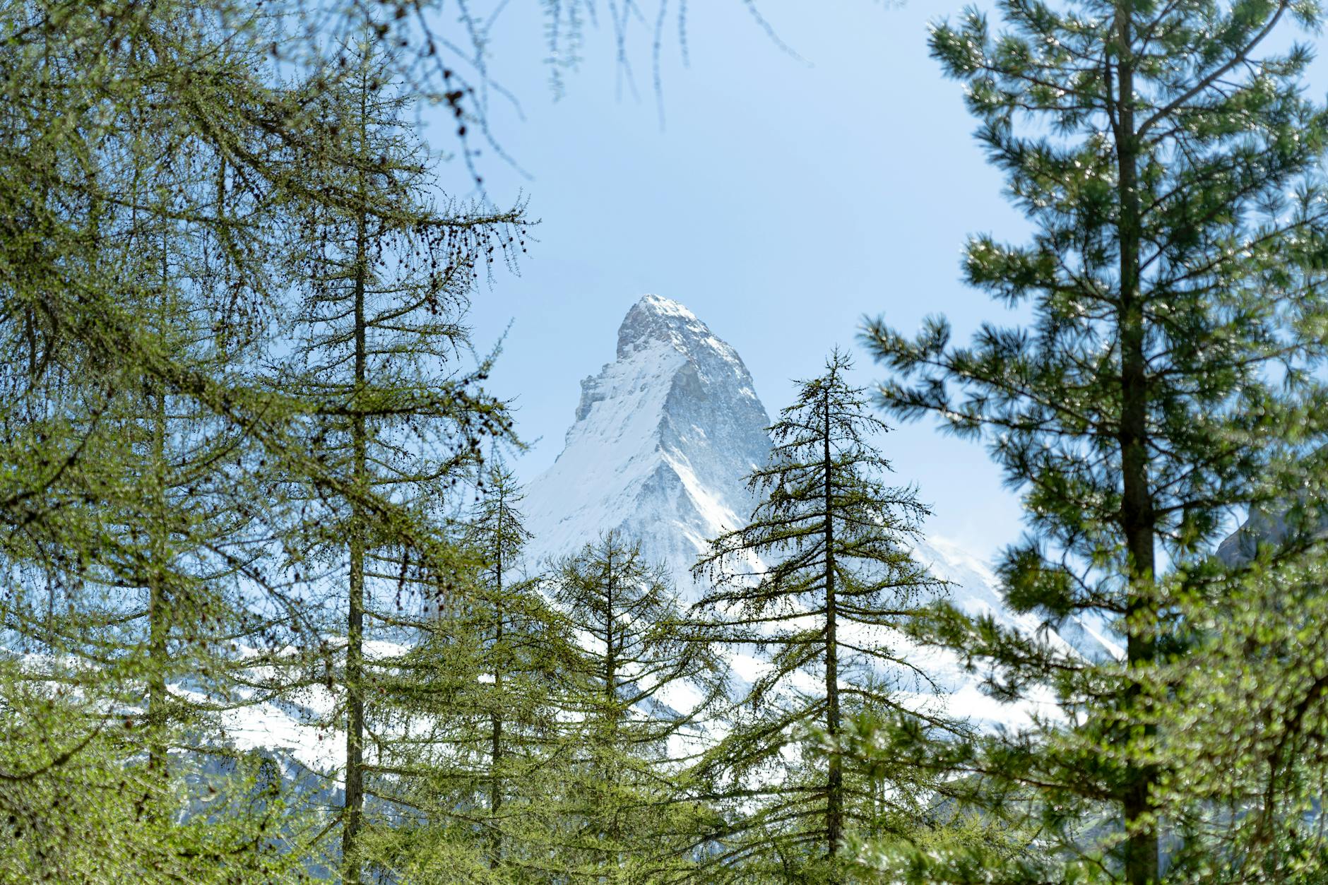 Matterhorn framed by trees for Zermatt hotel support planning.