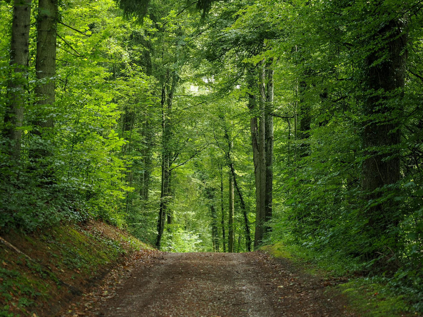 Zurich forest path context for outdoor route and terrain planning.