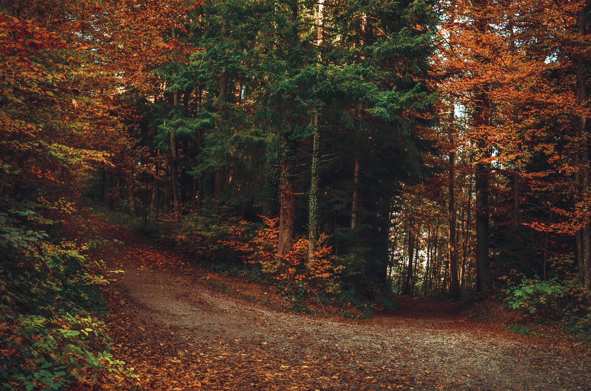Autumn forest path in Zurich context for outdoor conditions and pacing.