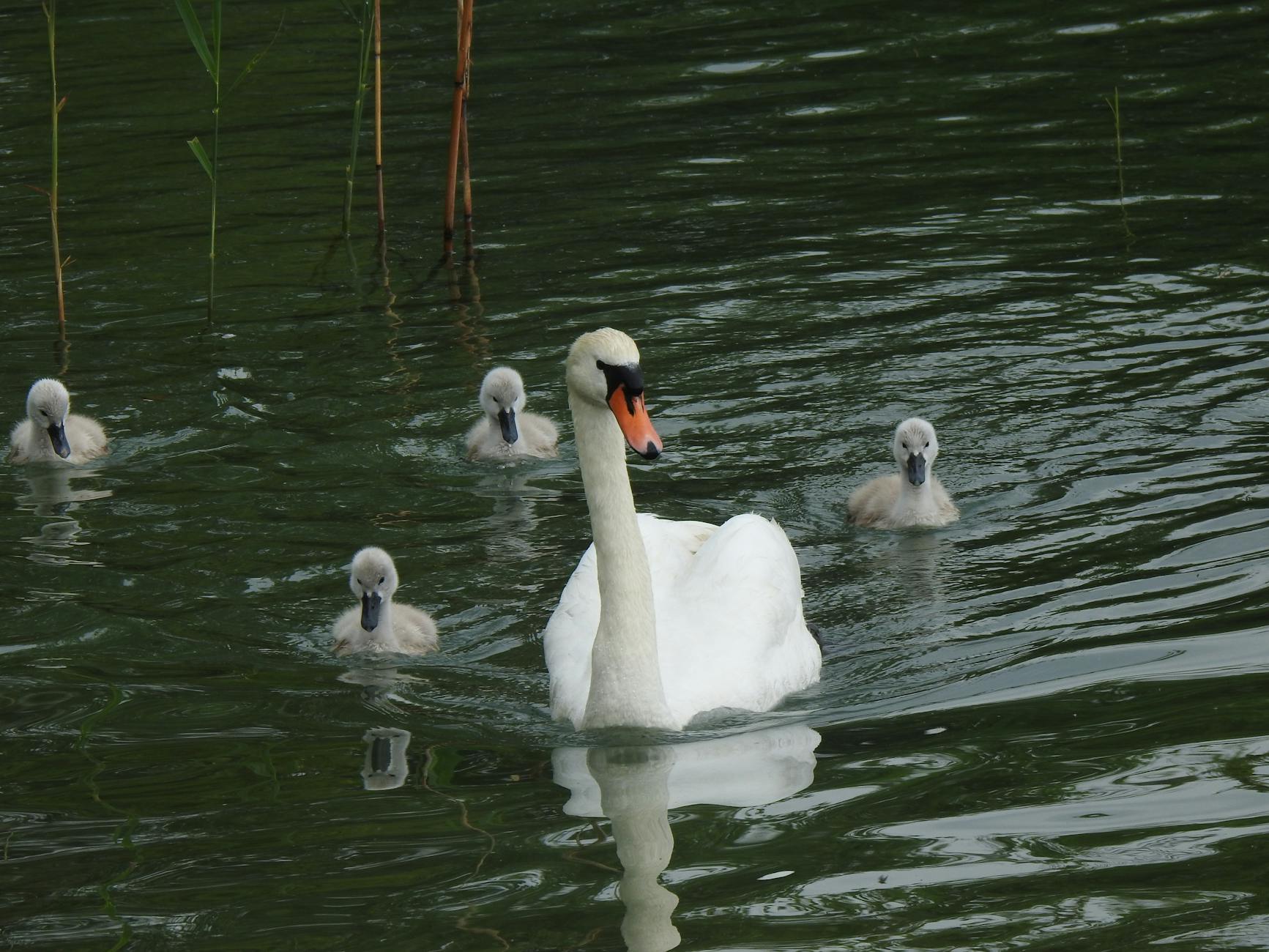 Lake Zurich swans and cygnets context for family-friendly pacing.