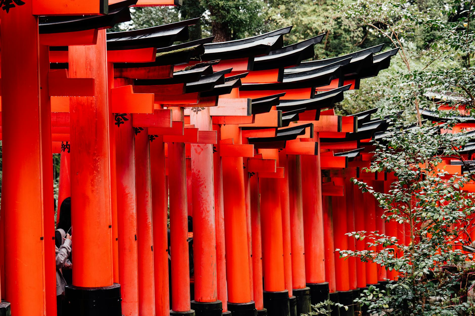 Kyoto travel image