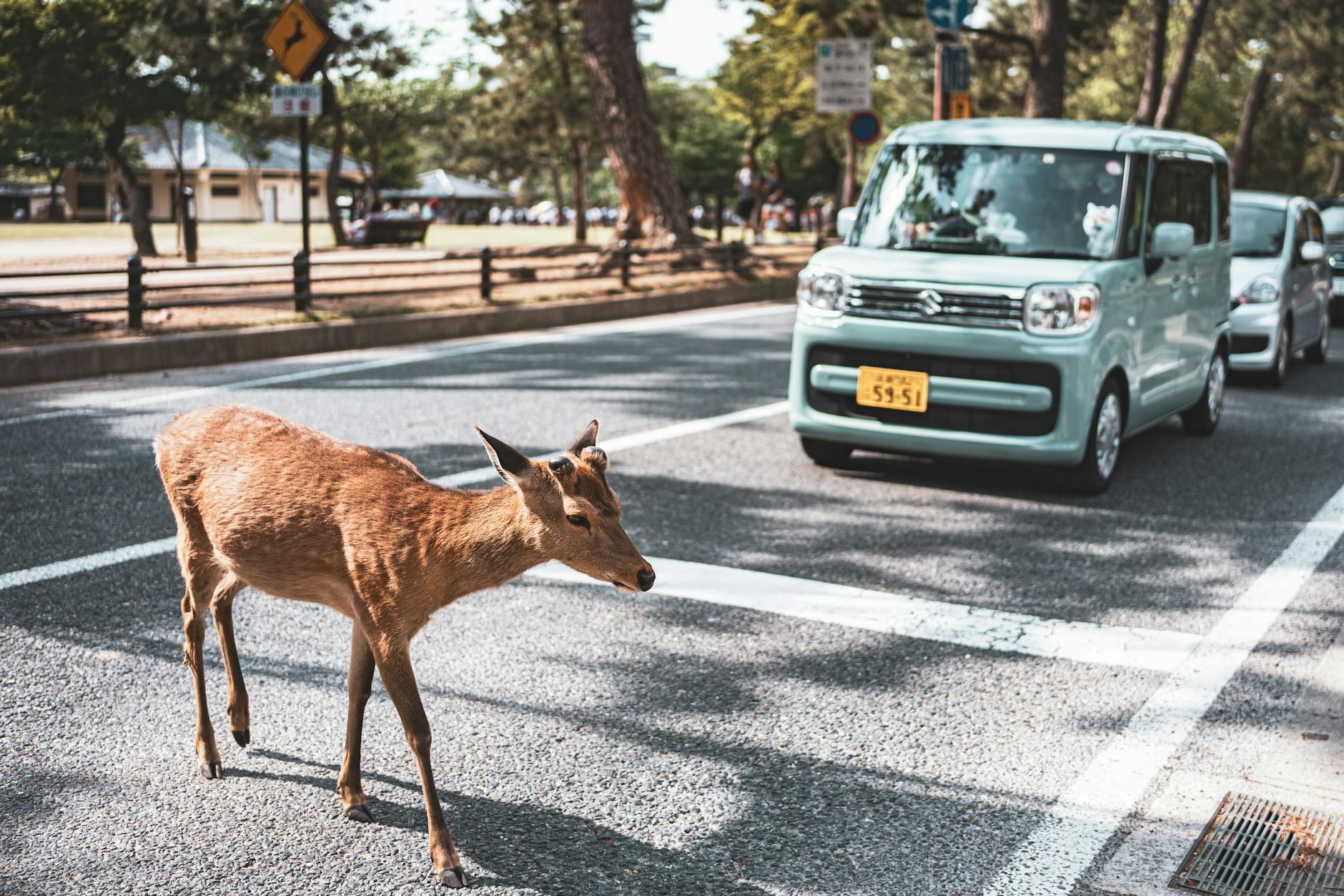 Nara travel image